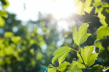 Tree branch with green leaves on sunny day, closeup. Space for textの写真素材