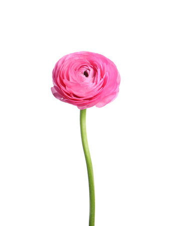 Beautiful fresh ranunculus flower isolated on whiteの写真素材