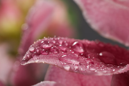 Close up view of beautiful blooming flower with dew dropsの写真素材