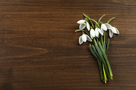 Beautiful snowdrop flowers on wooden table, flat lay. with space for text. Symbol of first spring dayの写真素材