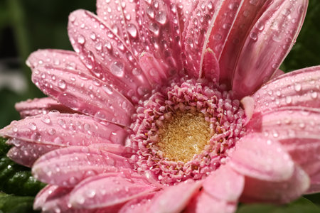 Close up view of beautiful blooming flower with dew dropsの写真素材
