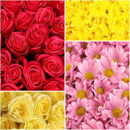 Collage with photos of beautiful fresh flowersの写真素材
