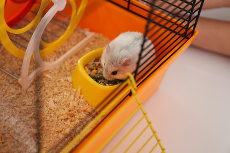Cute funny pearl hamster eating in cage, closeupの写真素材