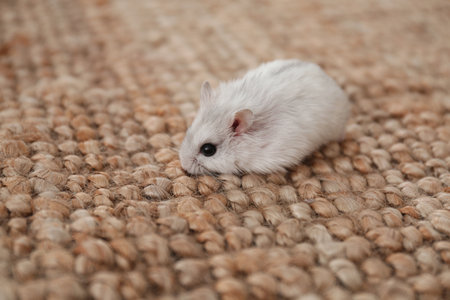 Cute funny pearl hamster on wicker matの写真素材