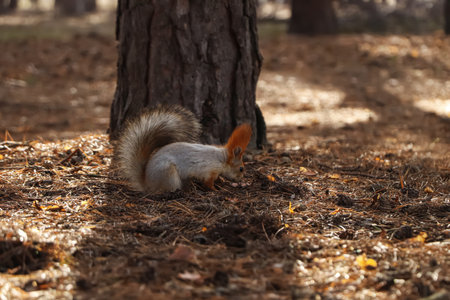 Cute red squirrel near tree in forest