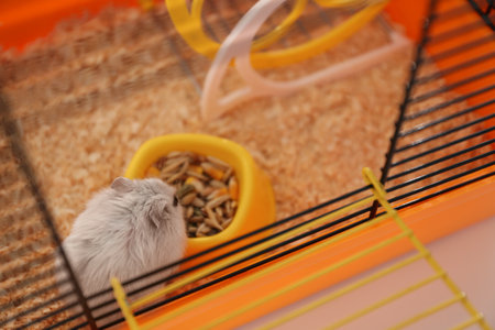 Cute funny pearl hamster eating in cage, closeupの写真素材