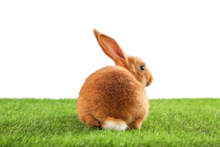 Cute bunny on green grass against white background. easter symbolの写真素材