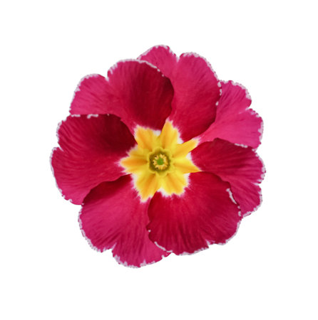 Beautiful burgundy primula (primrose) flower isolated on white. spring blossomの写真素材