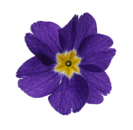 Beautiful purple primula (primrose) flower isolated on white. spring blossomの写真素材