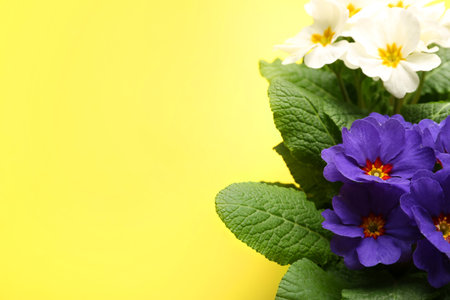 Beautiful primula (primrose) plants with colorful flowers on yellow background, space for text. spring blossomの写真素材