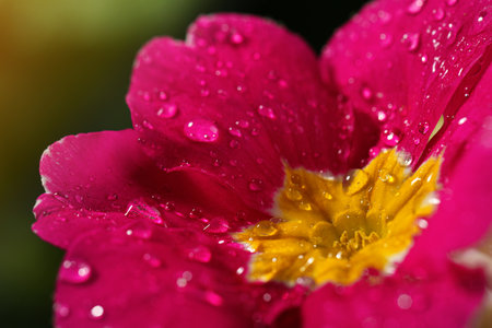 Close up view of beautiful blooming flower with dew drops