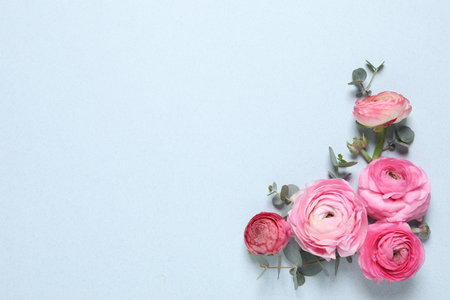 Beautiful ranunculus flowers on light blue background, flat lay. Space for textの写真素材
