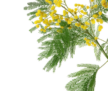 Beautiful mimosa plant with yellow flowers on white backgroundの写真素材