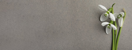 Beautiful snowdrops on gray background, flat lay. Space for textの写真素材