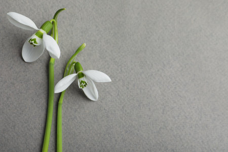 Beautiful snowdrops on gray background, flat lay. Space for textの写真素材