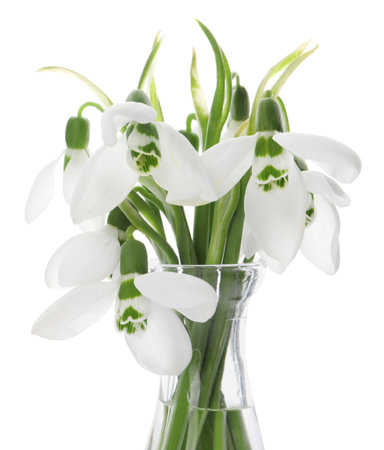 Beautiful snowdrops in vase isolated on white. spring flowersの写真素材