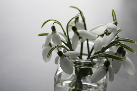 Beautiful snowdrop flowers in glass jar, closeup. Space for textの写真素材