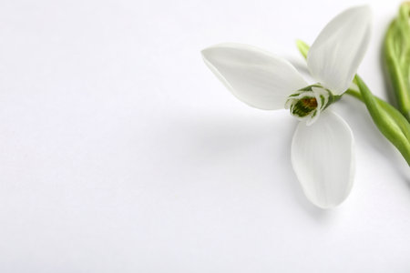 Beautiful snowdrop on light background, closeup. Space for textの写真素材