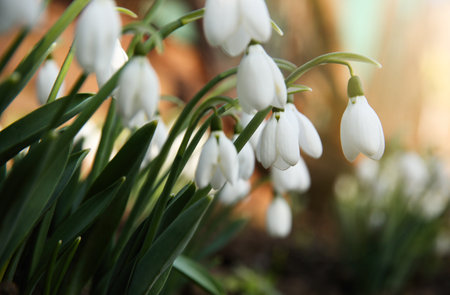 Fresh blooming snowdrops growing outdoors, space for text. spring flowersの写真素材