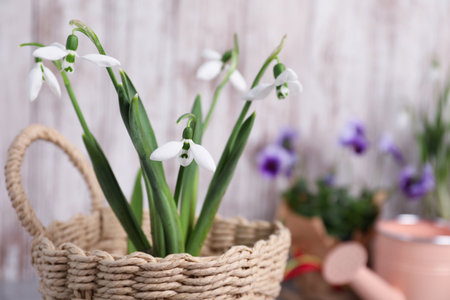 Beautiful fresh snowdrops in basket, closeup viewの写真素材
