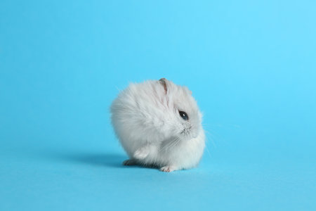 Cute funny pearl hamster on light blue backgroundの写真素材
