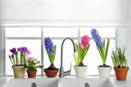 Beautiful flowers in pots near sink on window sill indoorsの写真素材