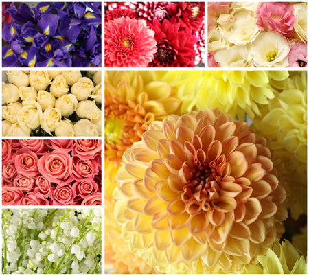 Collage with photos of beautiful fresh flowersの写真素材