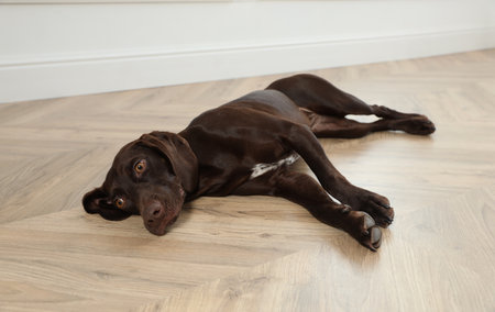 Cute German Shorthaired Pointer dog resting on warm floor. heating systemの写真素材