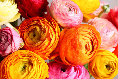 Beautiful fresh ranunculus flowers as background, closeup viewの写真素材