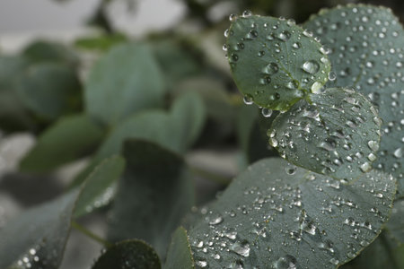 Fresh eucalyptus leaves with dew drops, closeup. Space for textの写真素材