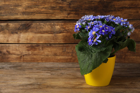 Beautiful purple cineraria plant in flower pot on wooden table. Space for textの写真素材