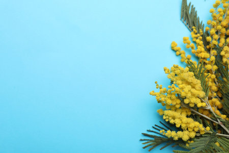 Beautiful floral composition with mimosa flowers on light blue background, flat lay. Space for textの写真素材
