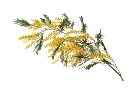 Beautiful mimosa plant with yellow flowers isolated on whiteの写真素材