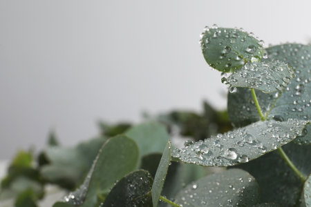 Fresh eucalyptus leaves with dew drops on gray background, closeup. Space for textの写真素材