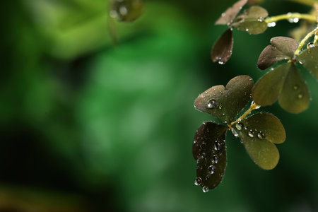 Beautiful leaves green with dew drops on blurred background, space for text