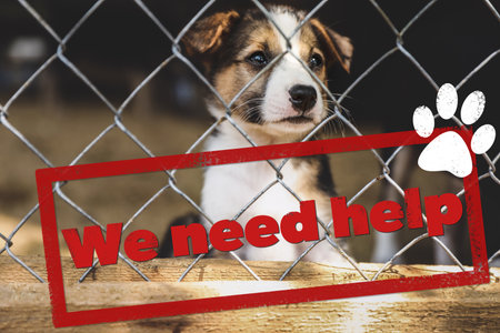 Cage with homeless dog in animal shelter. concept of volunteeringの写真素材