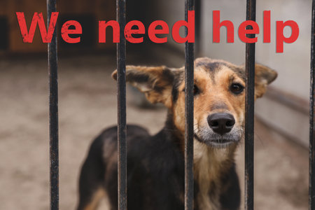Homeless dog in cage at animal shelter outdoors. concept of volunteeringの写真素材