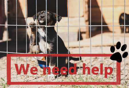 Cage with homeless dog in animal shelter. concept of volunteeringの写真素材