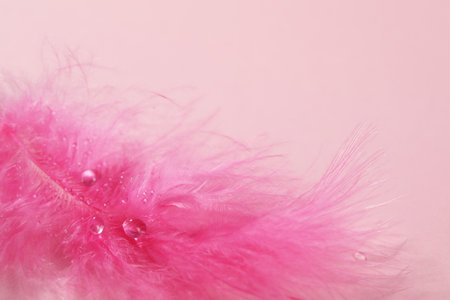 Close up view of beautiful feather with dew drops on pink backgroundの写真素材