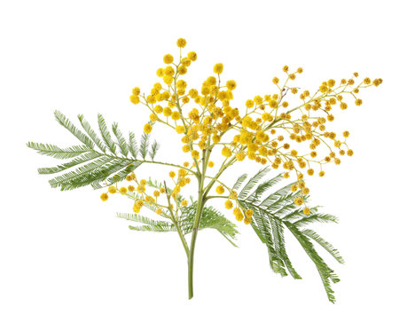 Beautiful mimosa plant with yellow flowers on white backgroundの写真素材