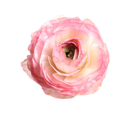 Beautiful fresh ranunculus flower isolated on whiteの写真素材