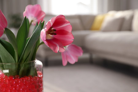Closeup view of red filler and tulips in glass vase at home, space for text. water beadsの写真素材