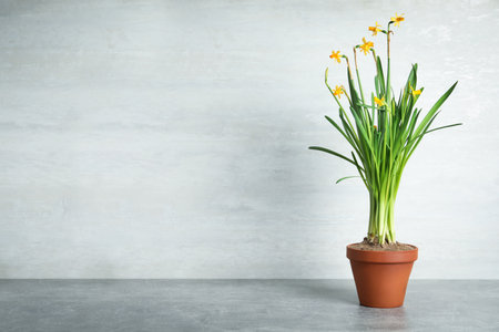 Beautiful narcissuses in flowerpot on light gray stone table. Space for textの写真素材