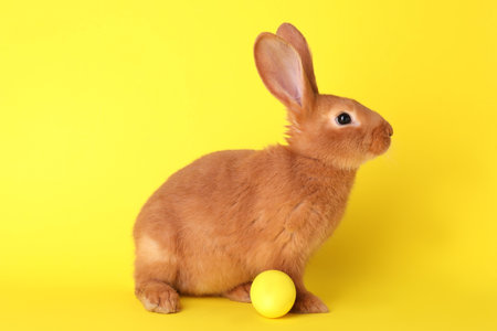 Cute bunny and Easter egg on yellow backgroundの写真素材