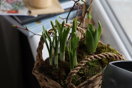 Spring shoots of Narcissus and Hyacinth planted in wicker basket on window sill, closeupの写真素材