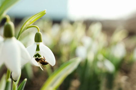 Bee pollinating beautiful snowdrop outdoors, closeup. Space for textの写真素材