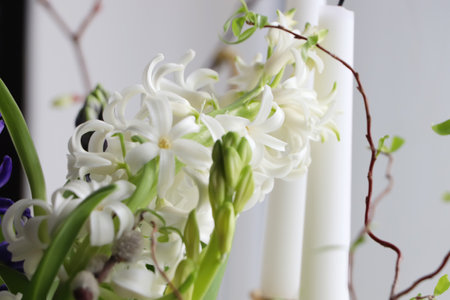 Beautiful spring Hyacinth flowers on blurred background, closeupの写真素材
