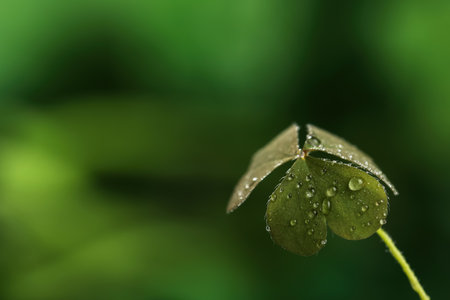 Beautiful leaves green with dew drops on blurred background, space for textの写真素材