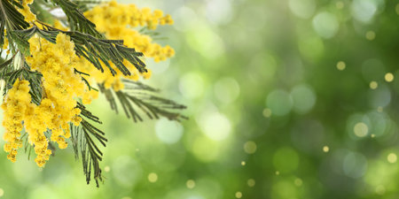 Beautiful yellow mimosa flowers outdoors on sunny day, space for text. banner designの写真素材