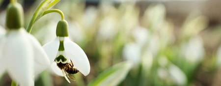 Closeup view of beautiful snowdrops growing outdoors, banner design with space for text. First spring flowersの写真素材